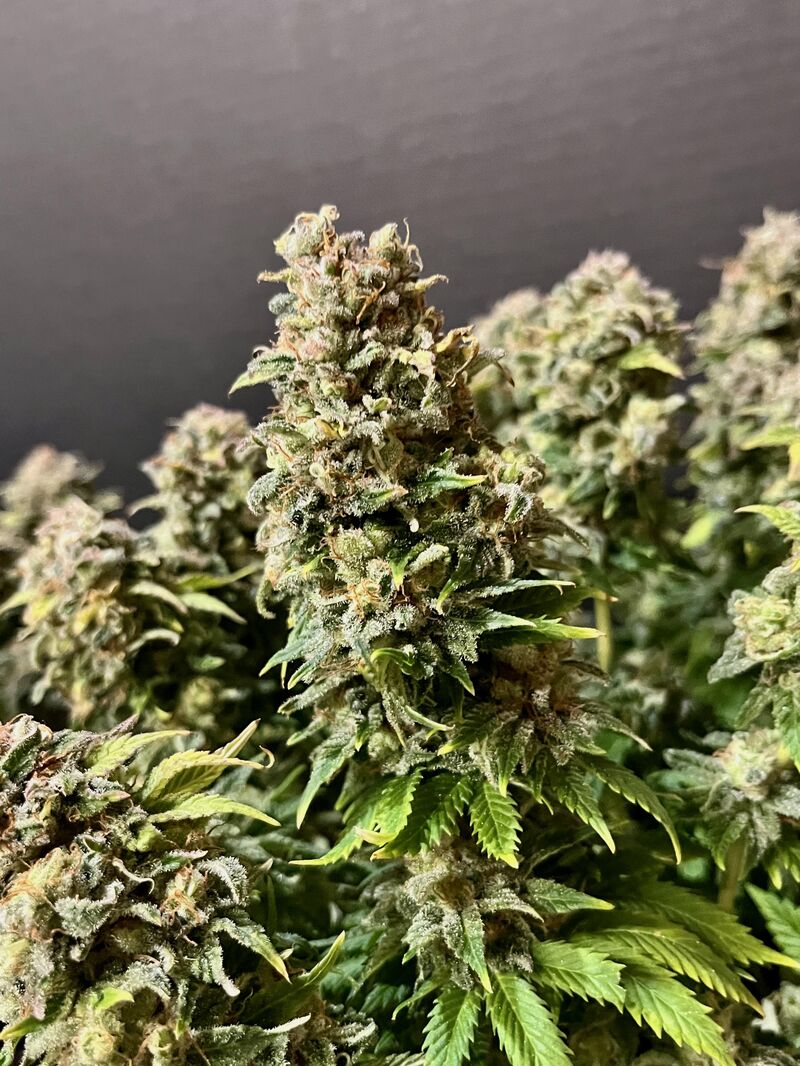 Acapulco Gold, Фасовка: 3, изображение 5