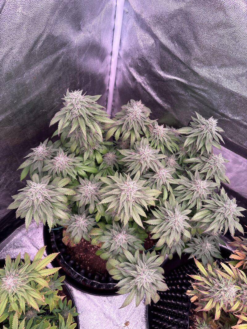 Blue Gelato 41, Фасовка: 3, изображение 4