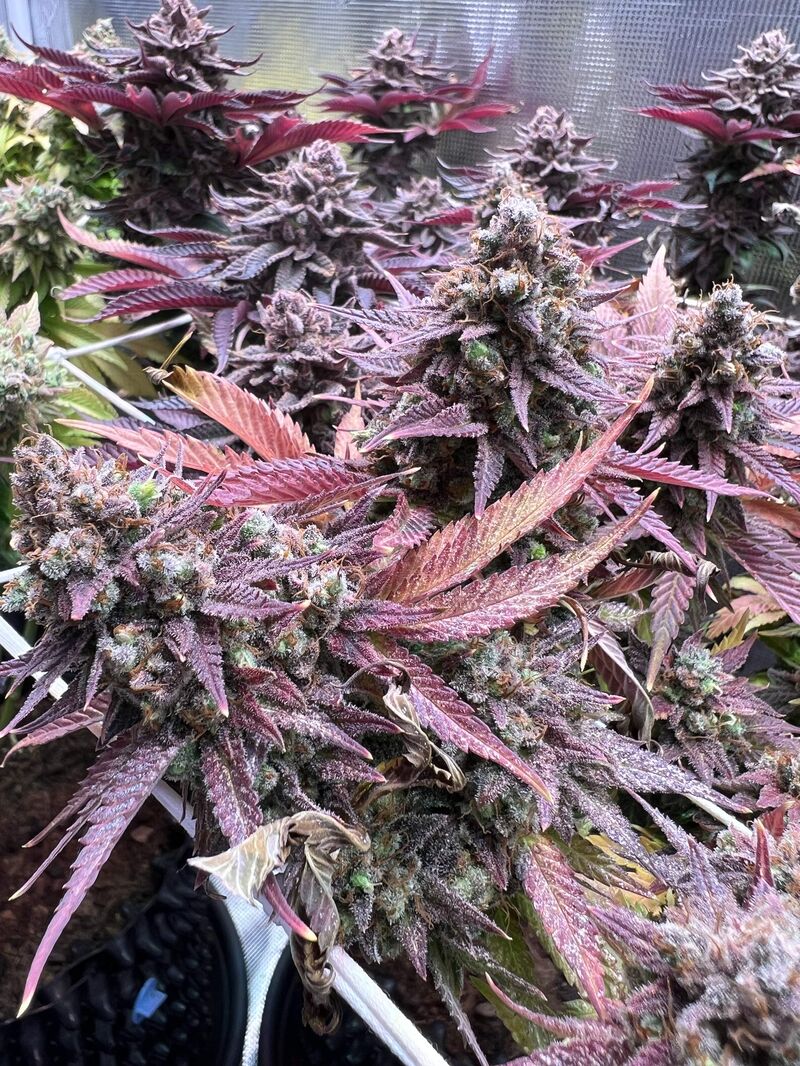 Biscotti Mintz, Фасовка: 3, изображение 4