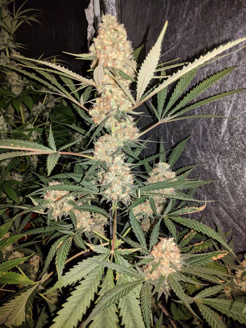 G13 Haze Reg, Фасовка: 3, изображение 2