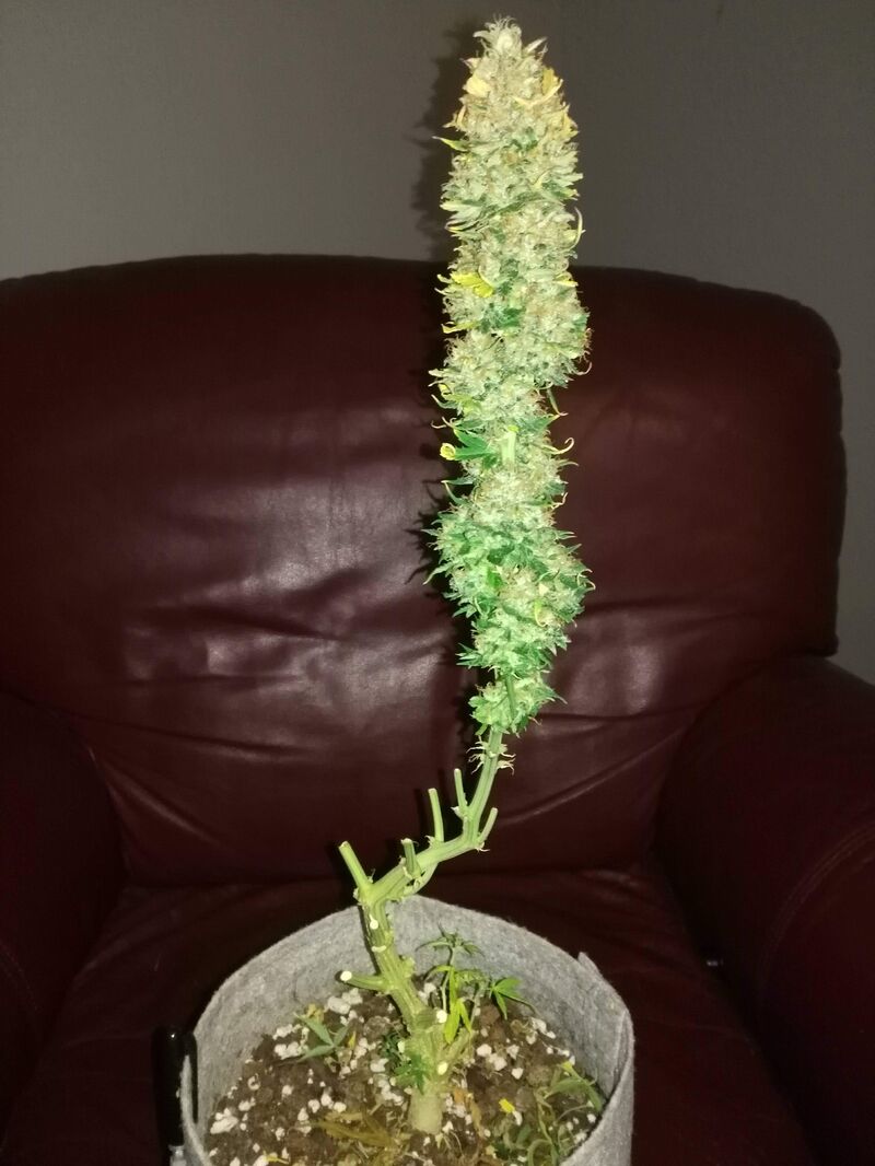 Amnesia Haze Auto, Фасовка: 3, изображение 2