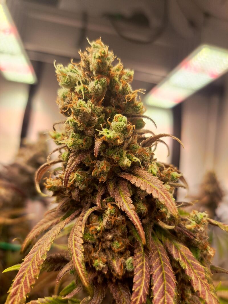 Critical Kush, Фасовка: 5, изображение 5