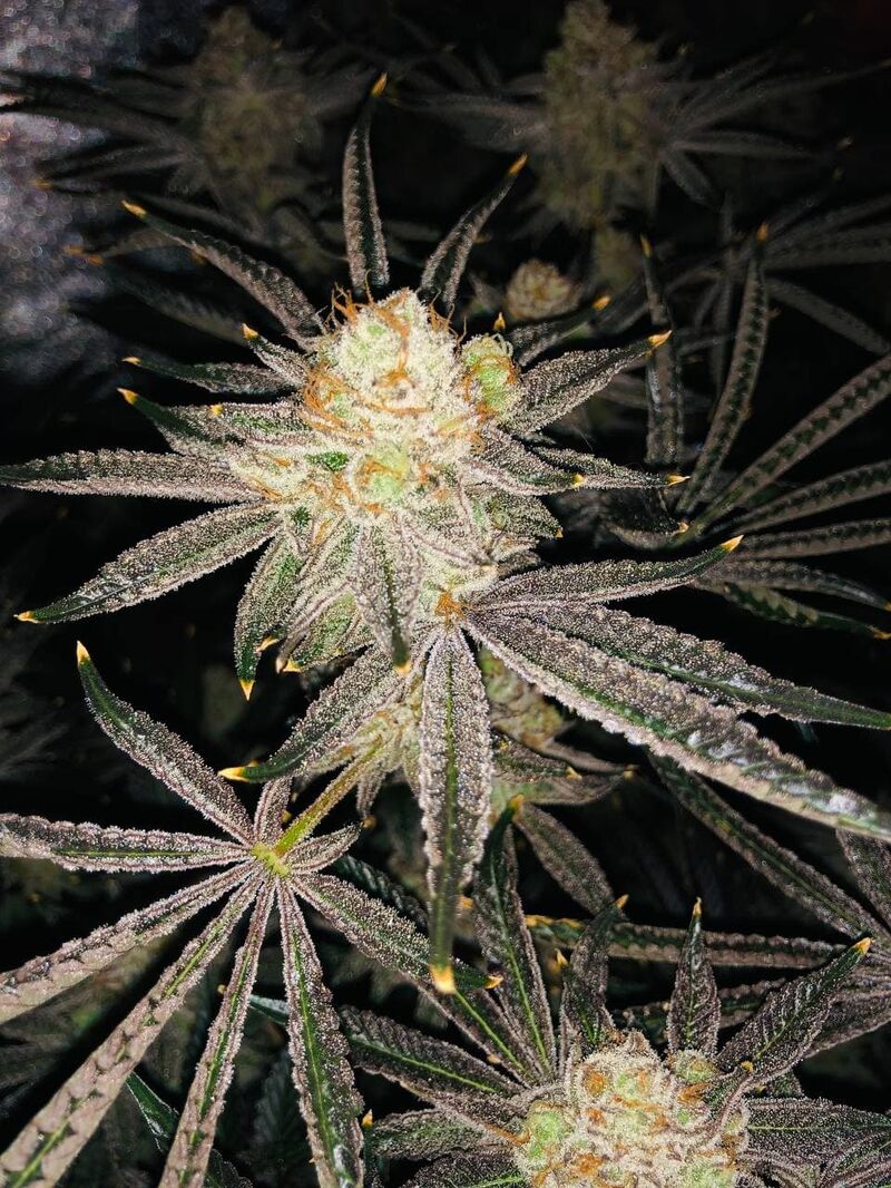 Candy House, Фасовка: 3, изображение 3