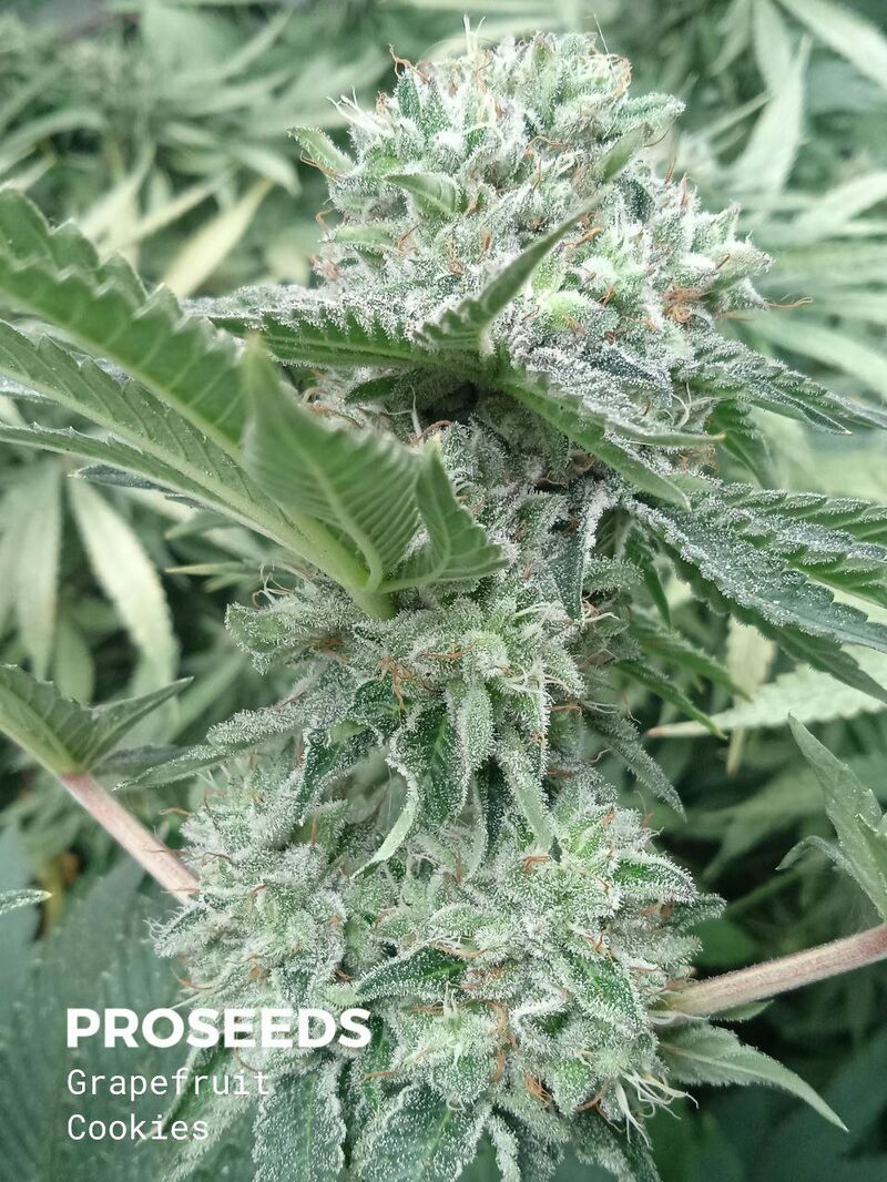 Grapefruit Cookies Auto, Фасовка: 6