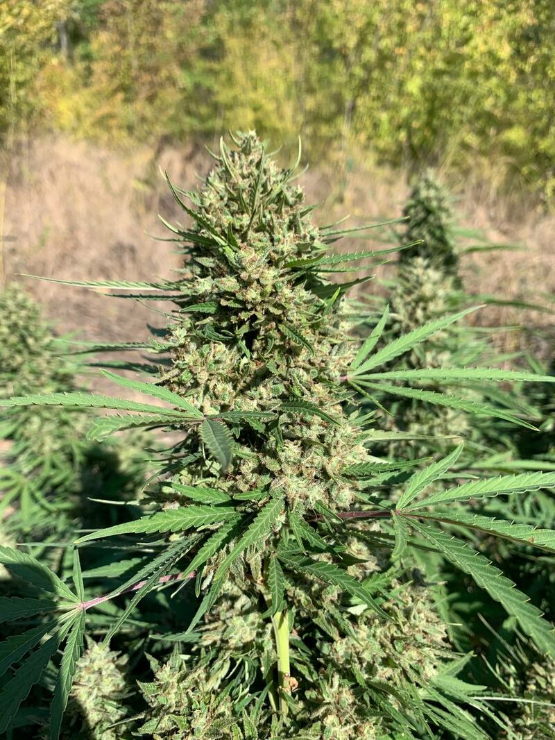 Fast Slap, Фасовка: 6, изображение 2