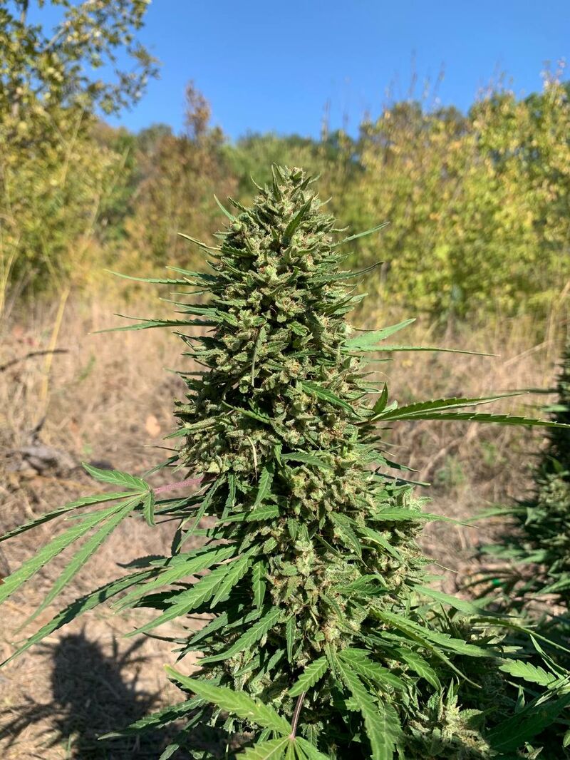 Fast Slap, Фасовка: 6, изображение 3