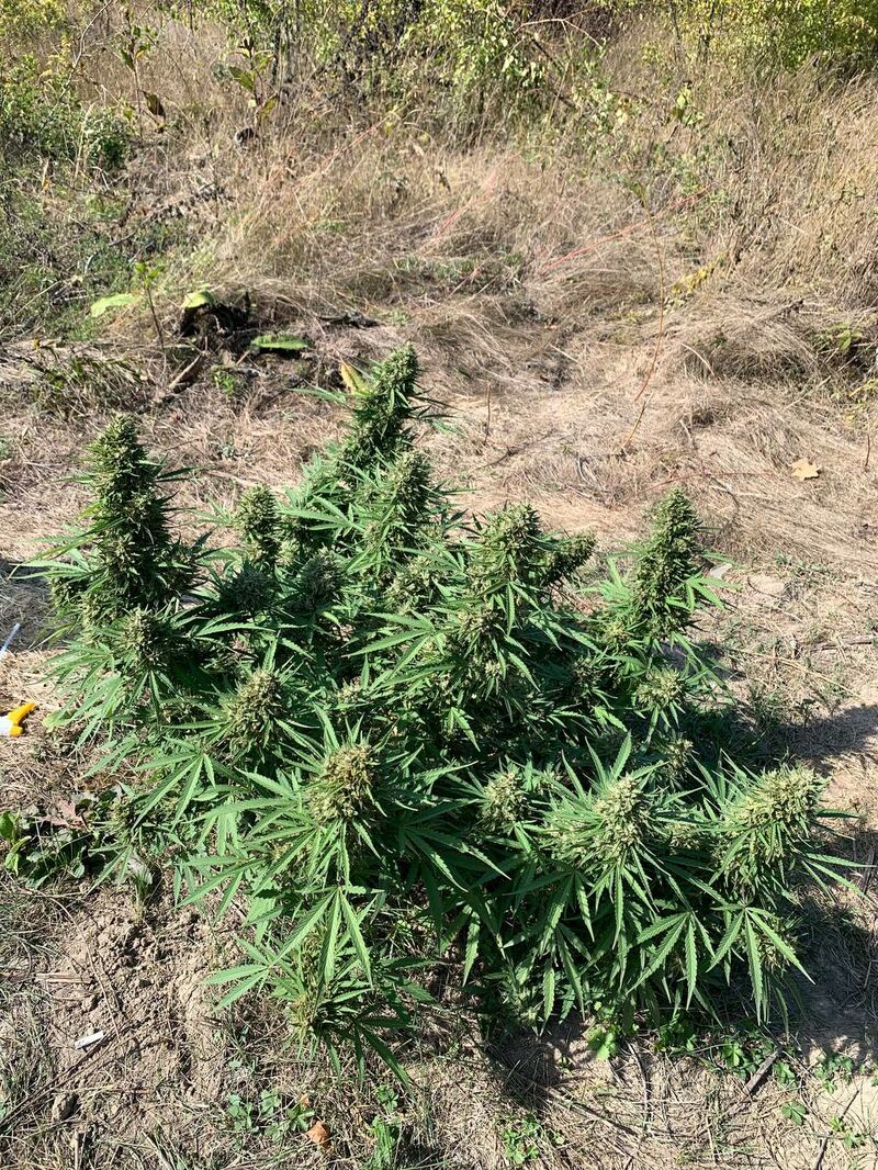 Fast Slap, Фасовка: 6, изображение 4