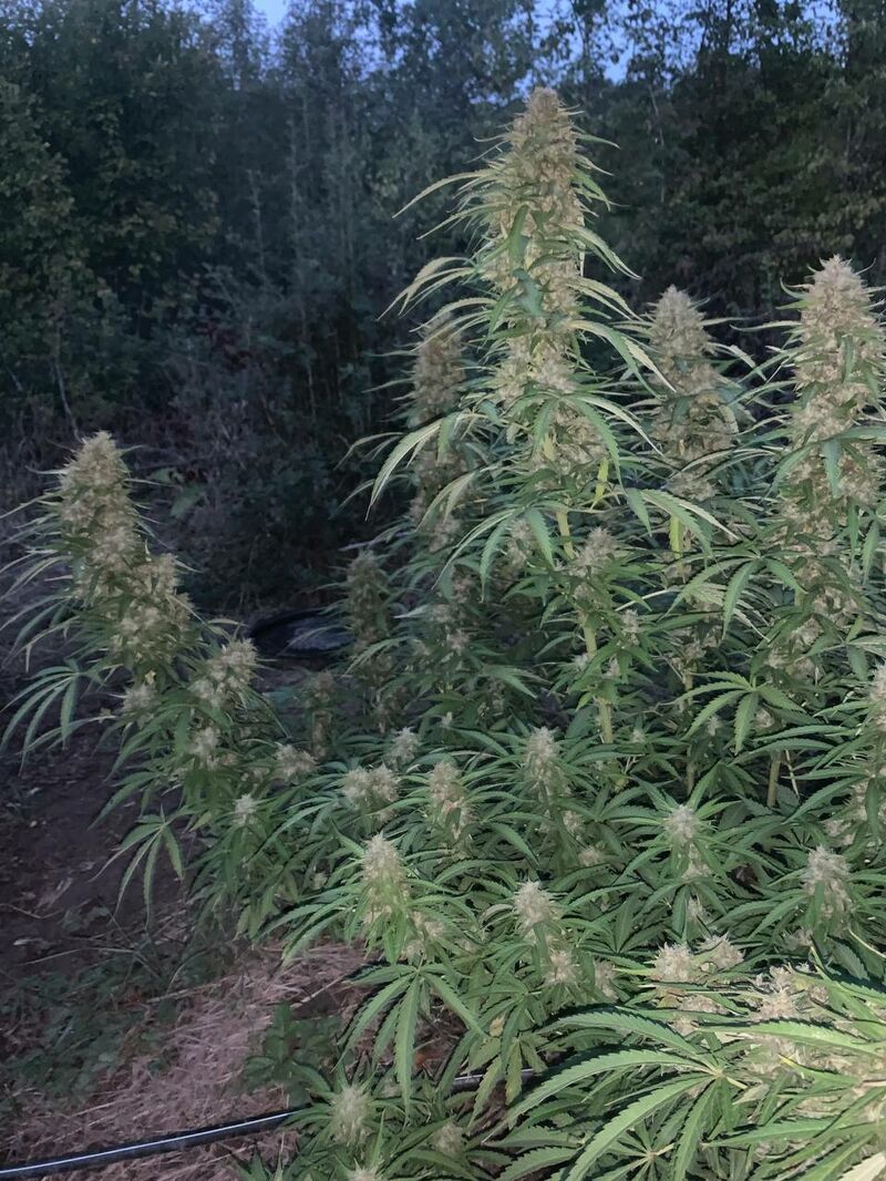 Fast Dawg V2, Фасовка: 6, изображение 2