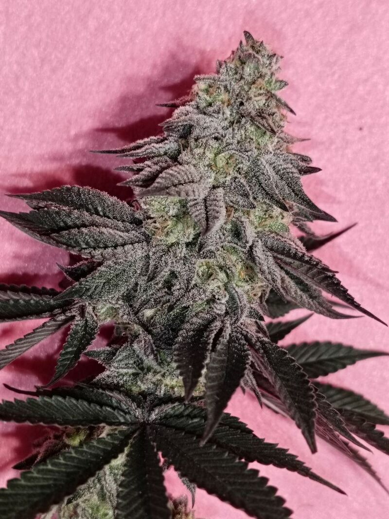 OMG, Фасовка: 5, изображение 4