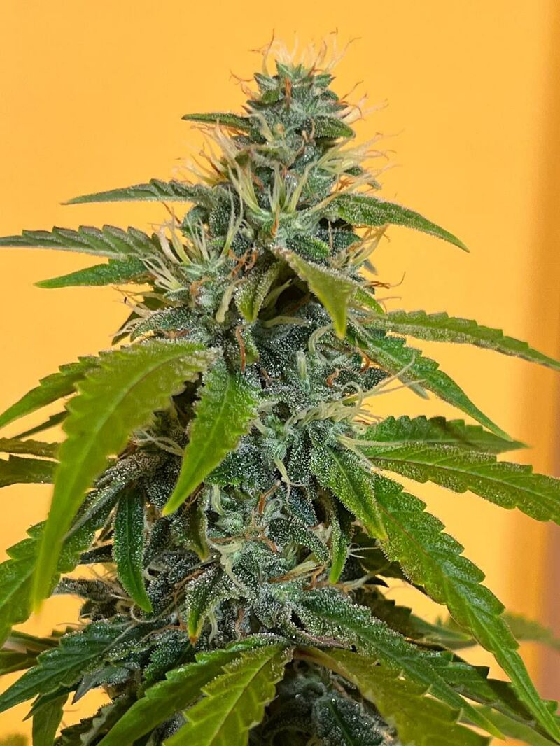 Авто Гагарин, Фасовка: 3, изображение 3