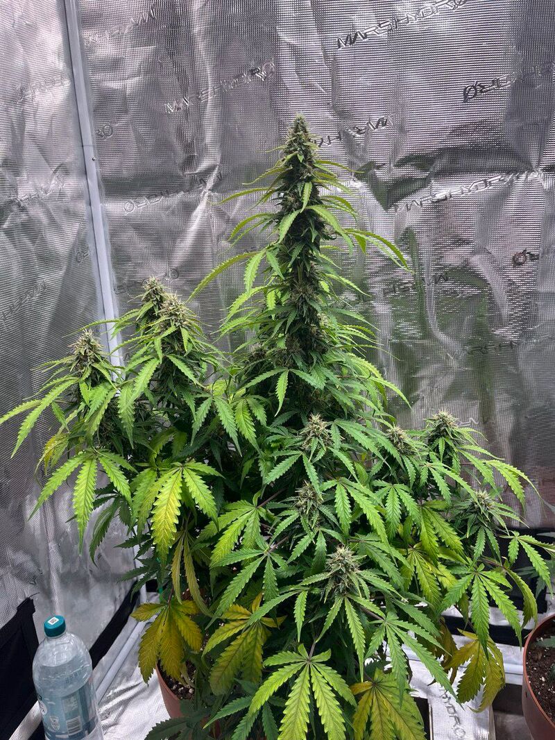 Авто Гагарин, Фасовка: 3, изображение 4