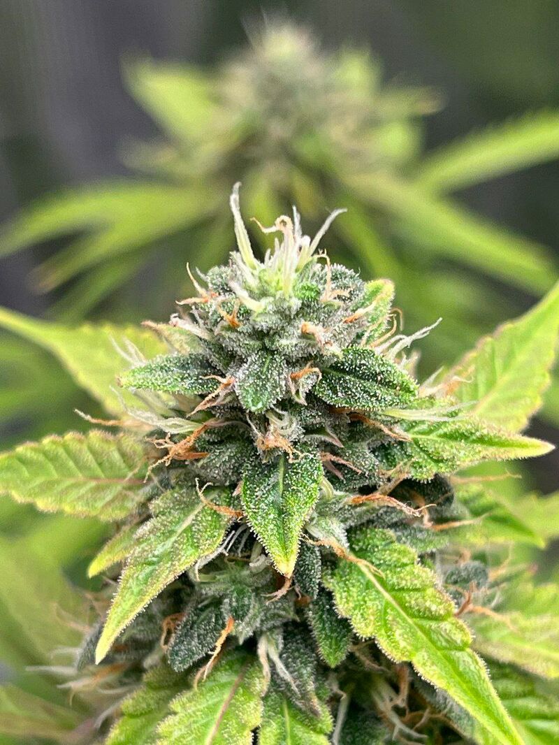 Авто Гагарин, Фасовка: 3, изображение 5