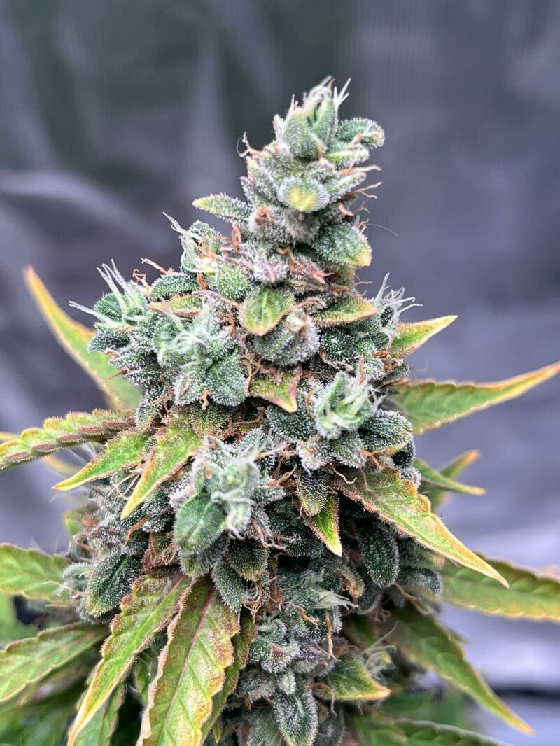 Авто Гагарин, Фасовка: 3, изображение 6