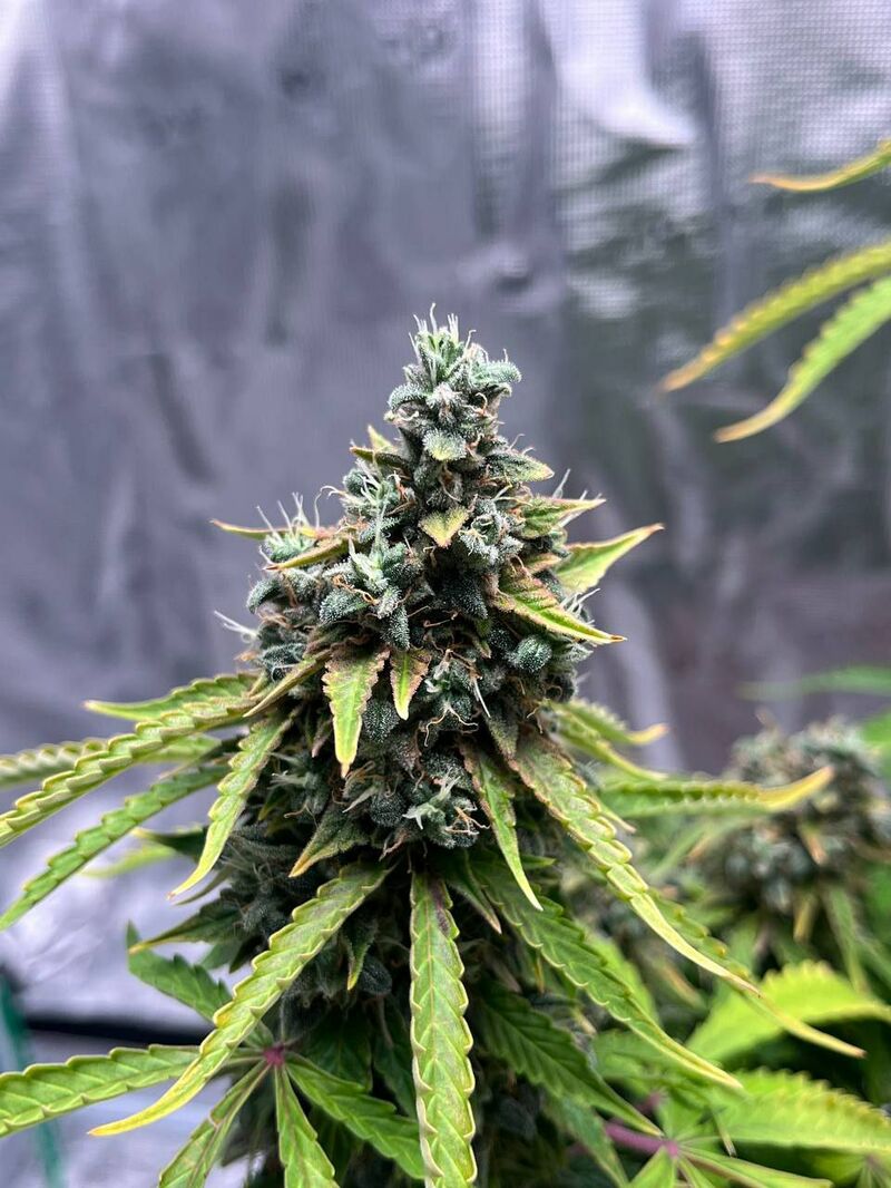 Авто Гагарин, Фасовка: 3, изображение 7