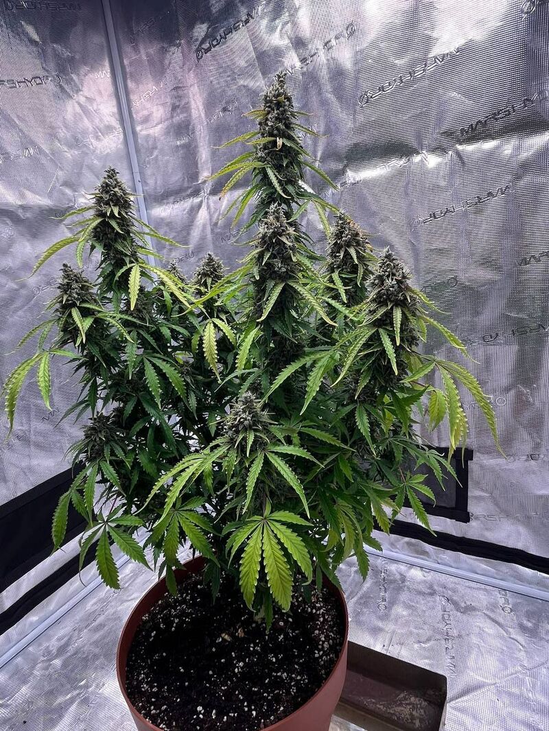 Авто Гагарин, Фасовка: 3, изображение 9