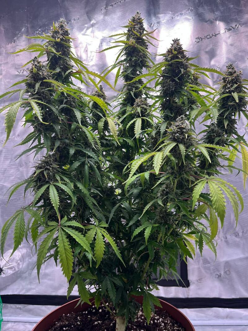 Авто Гагарин, Фасовка: 3, изображение 10