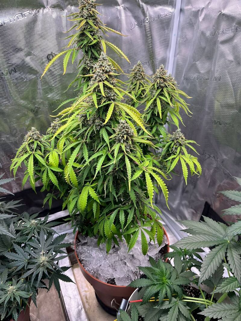 Авто Гагарин, Фасовка: 3, изображение 12