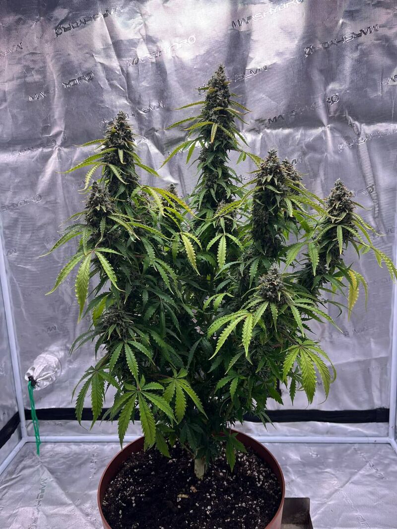 Авто Гагарин, Фасовка: 3, изображение 13