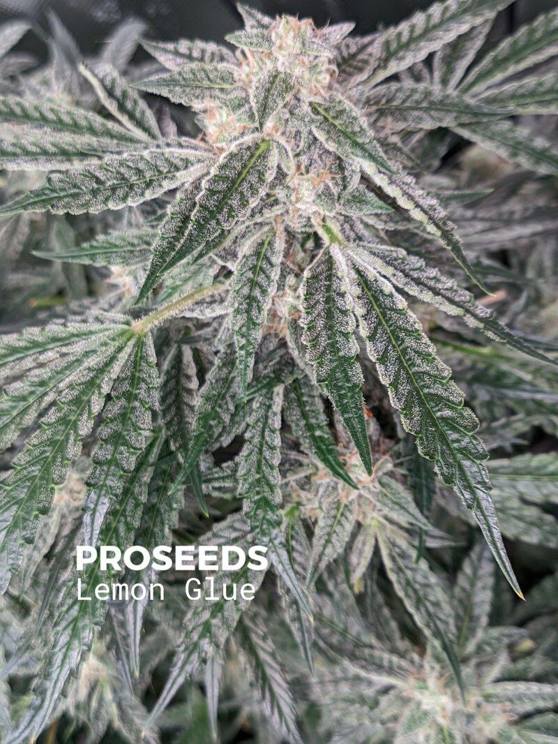 Lemon Glue Auto, Фасовка: 6