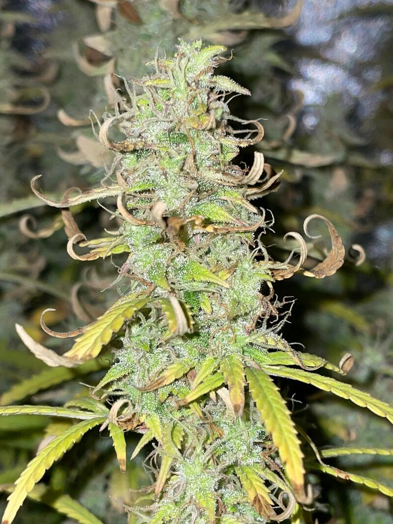 GMO Auto, Фасовка: 3, изображение 2