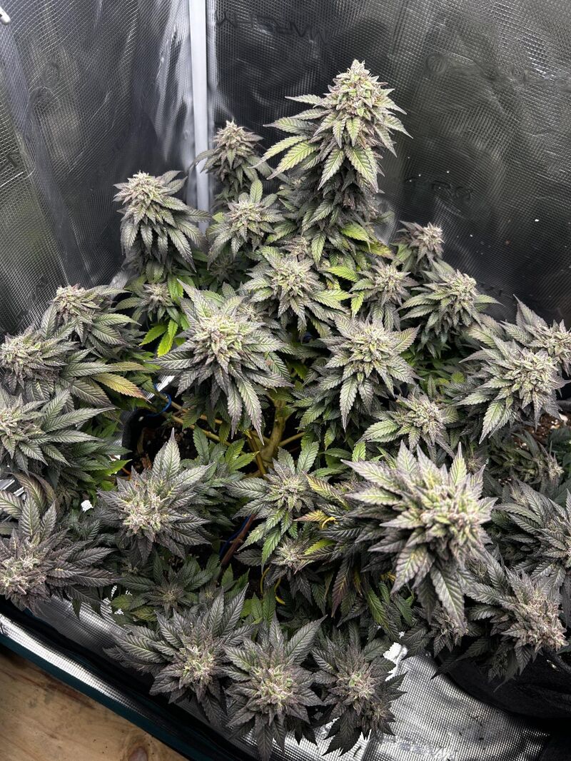 GMO Auto, Фасовка: 3, изображение 3