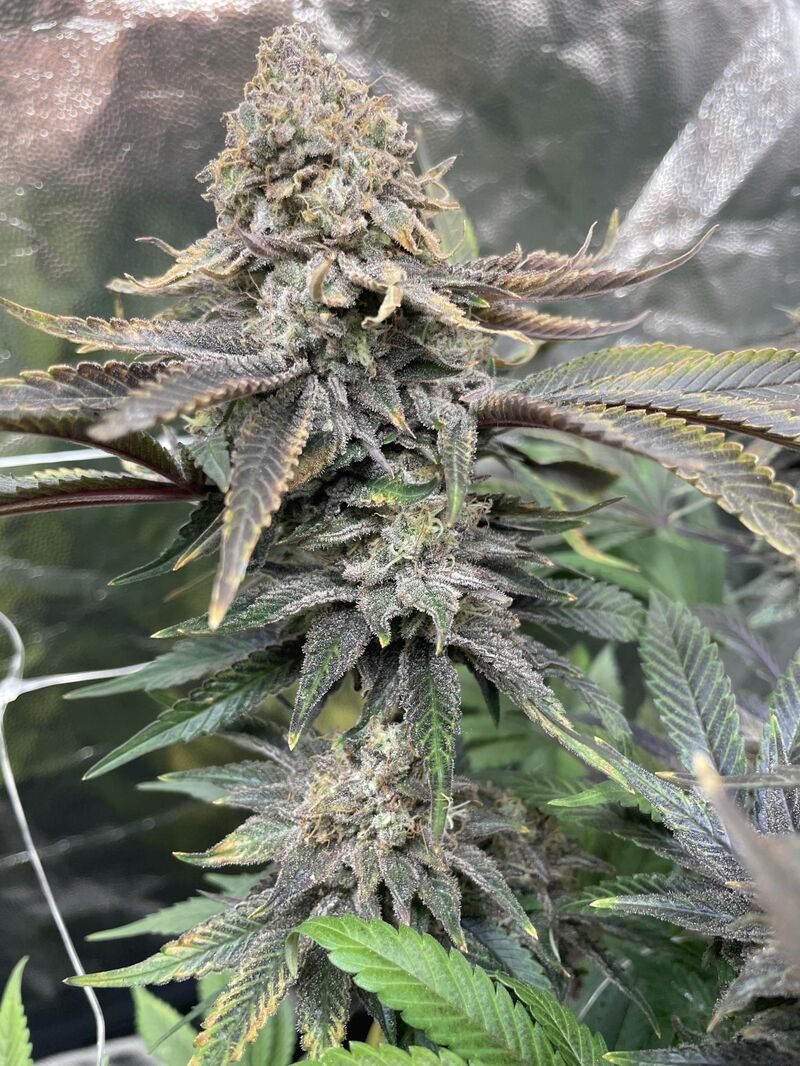 Gorilla Zkittlez, Фасовка: 3, изображение 3