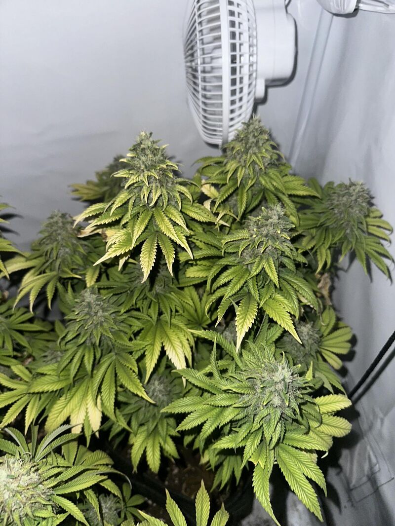 Gorilla Zkittlez, Фасовка: 3, изображение 2