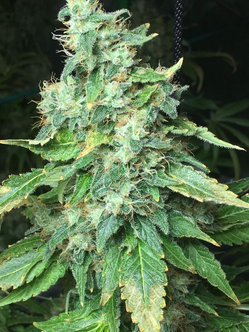 Honey B fem, Фасовка: 10, изображение 3