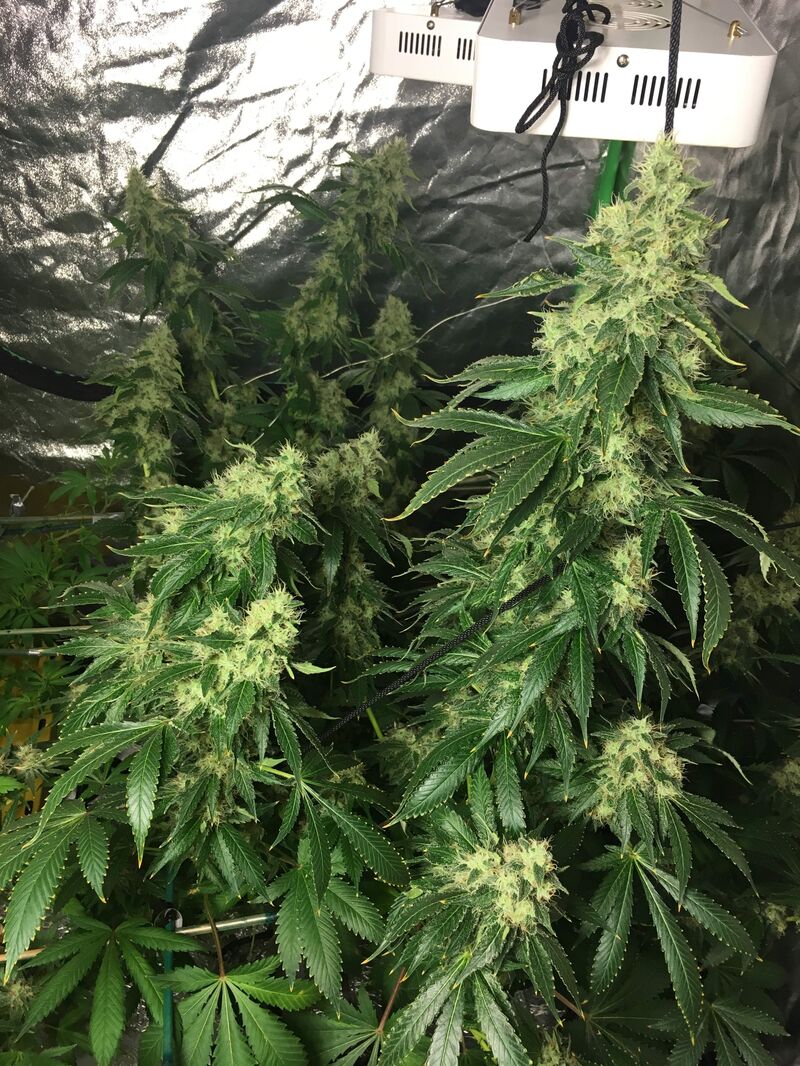 Honey B fem, Фасовка: 10, изображение 2