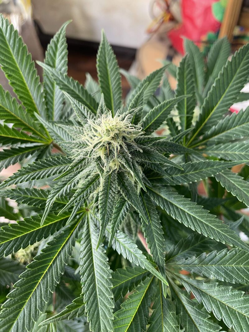 Laughing Buddha, Фасовка: 5, изображение 5