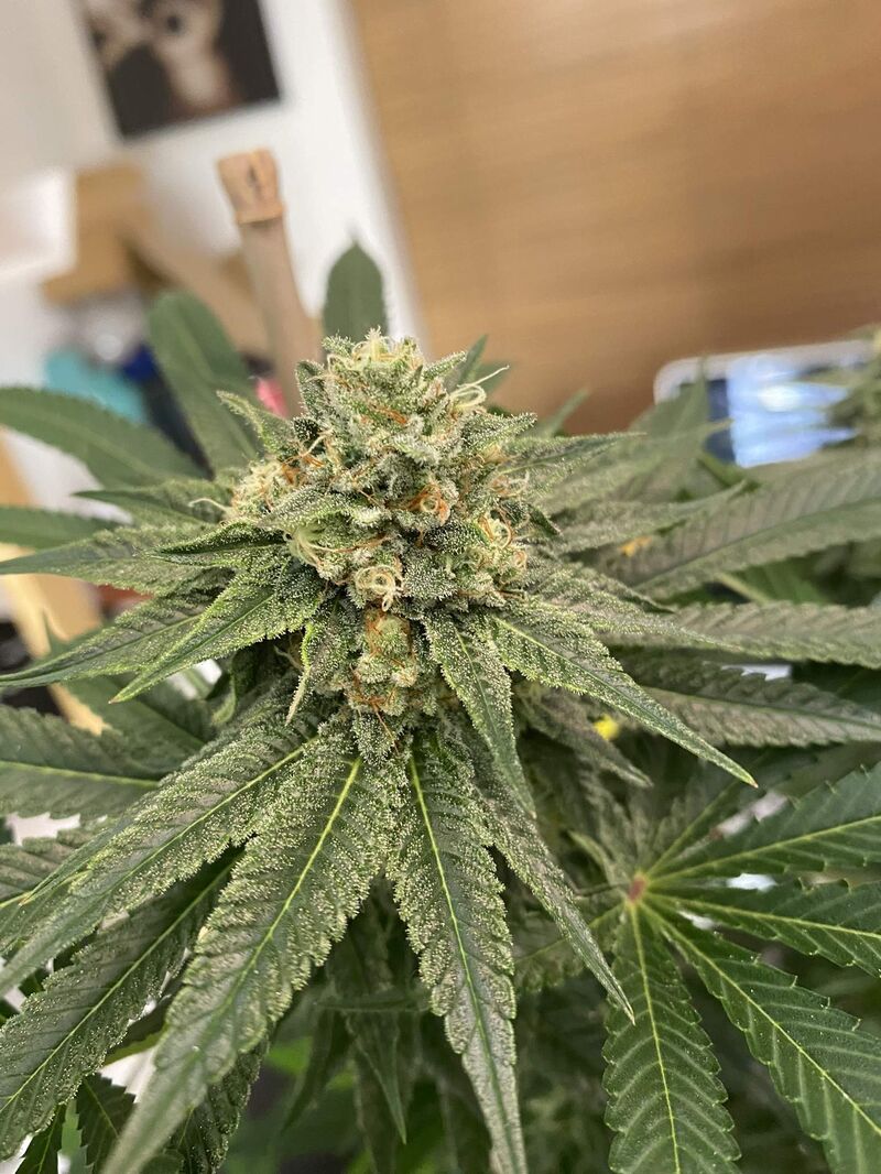 Lemon Tree, Фасовка: 5, изображение 4