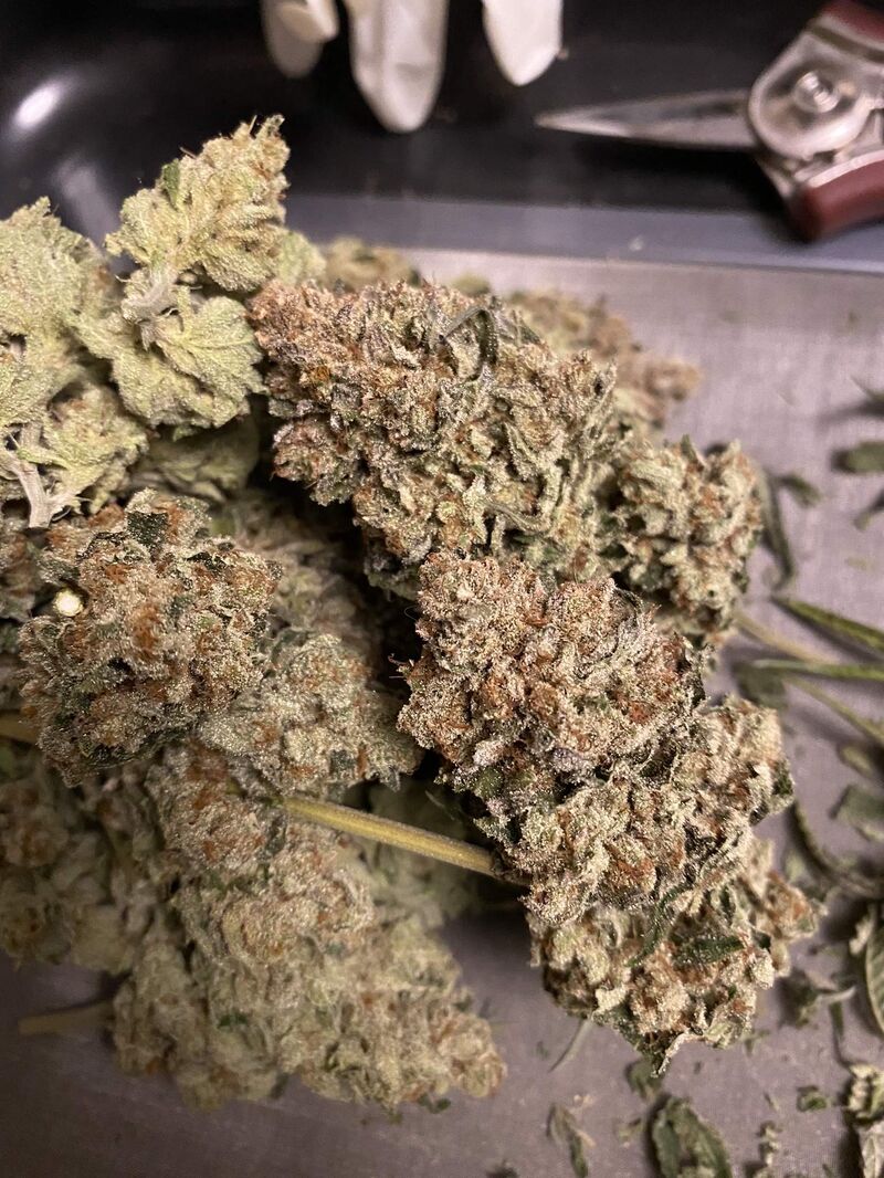 Lemon Tree, Фасовка: 5, изображение 2