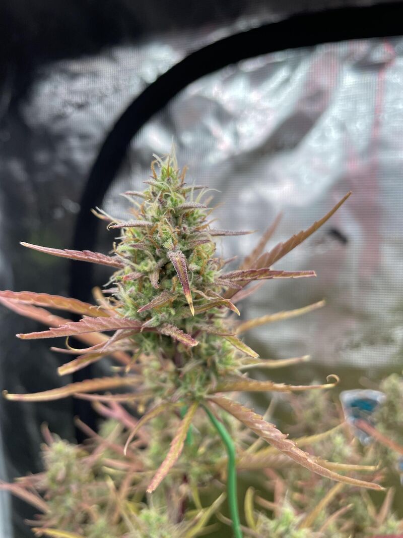 Mimosa x Orange Punch Auto, Фасовка: 5, изображение 4