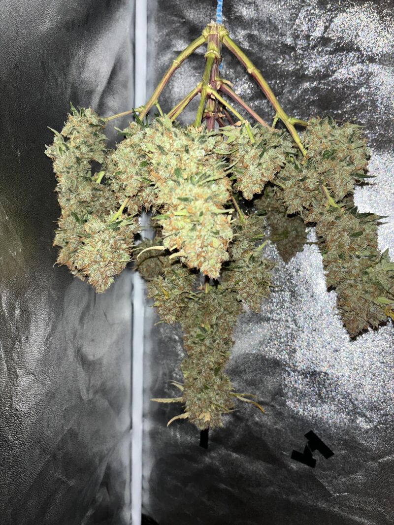 Mimosa x Orange Punch Auto, Фасовка: 5, изображение 2