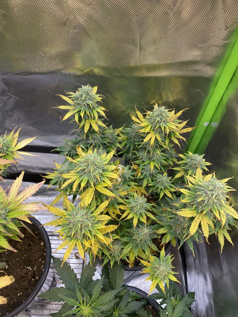 Malana Bomb Auto, Фасовка: 5, изображение 6