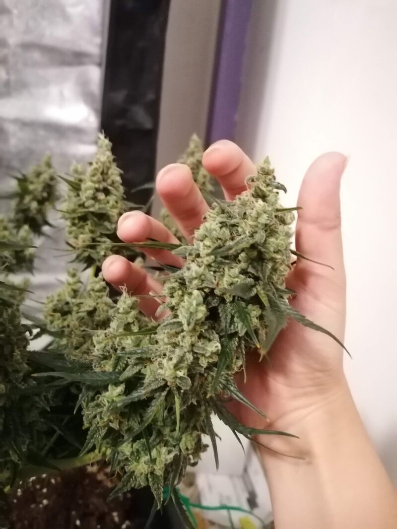 Malana Bomb Auto, Фасовка: 5, изображение 5