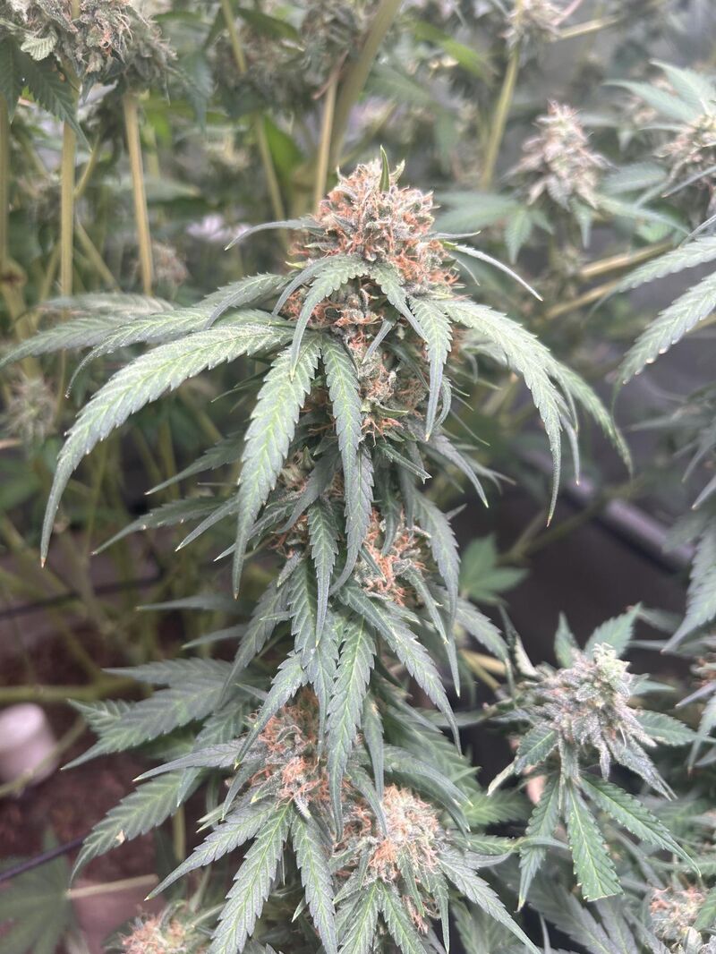 Mimosa EVO, Фасовка: 5, изображение 8