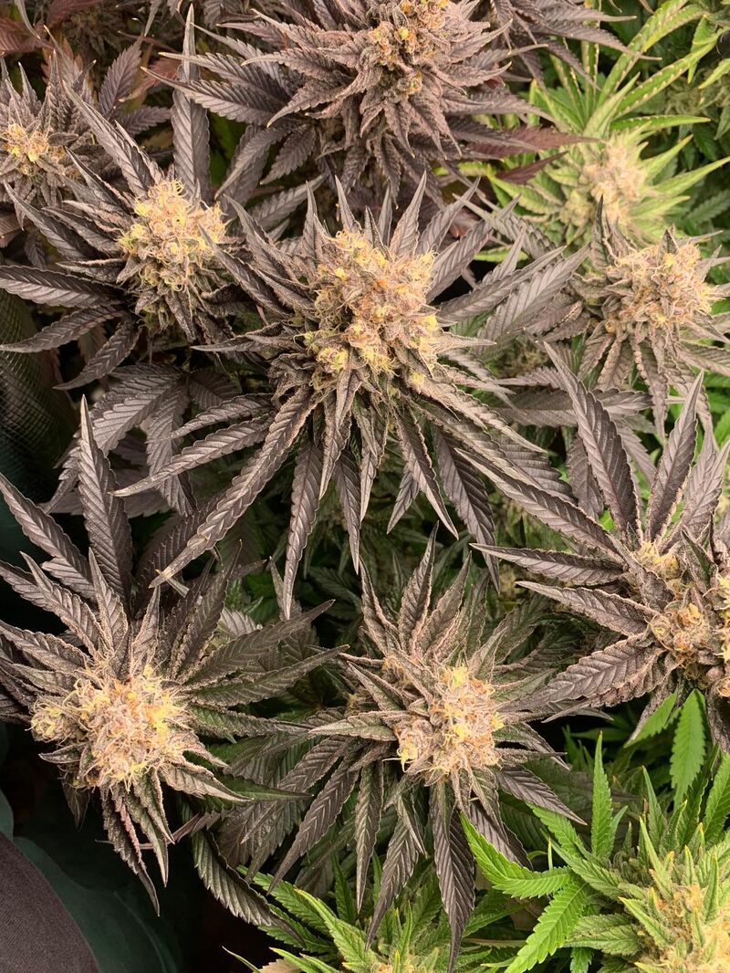 Mimosa x Orange Punch, Фасовка: 3, изображение 4