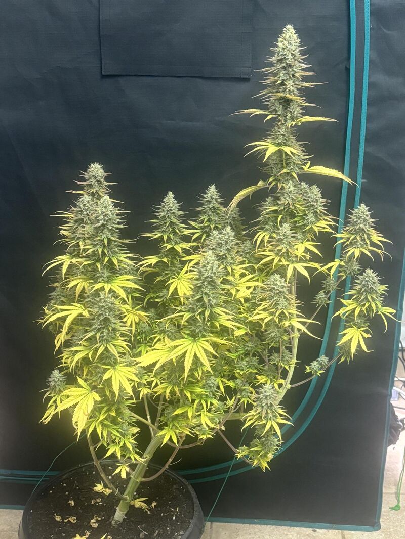 OG Kush Auto, Фасовка: 5, изображение 16