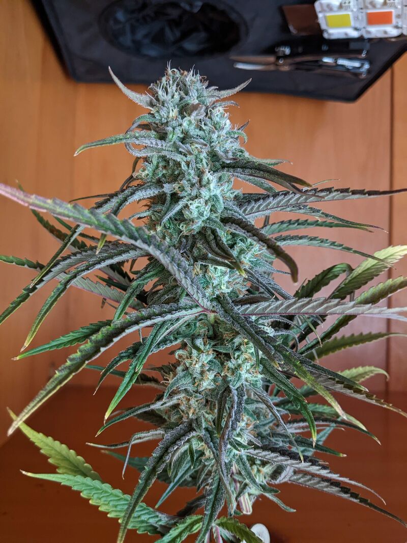 Peyote Critical, Фасовка: 3, изображение 4