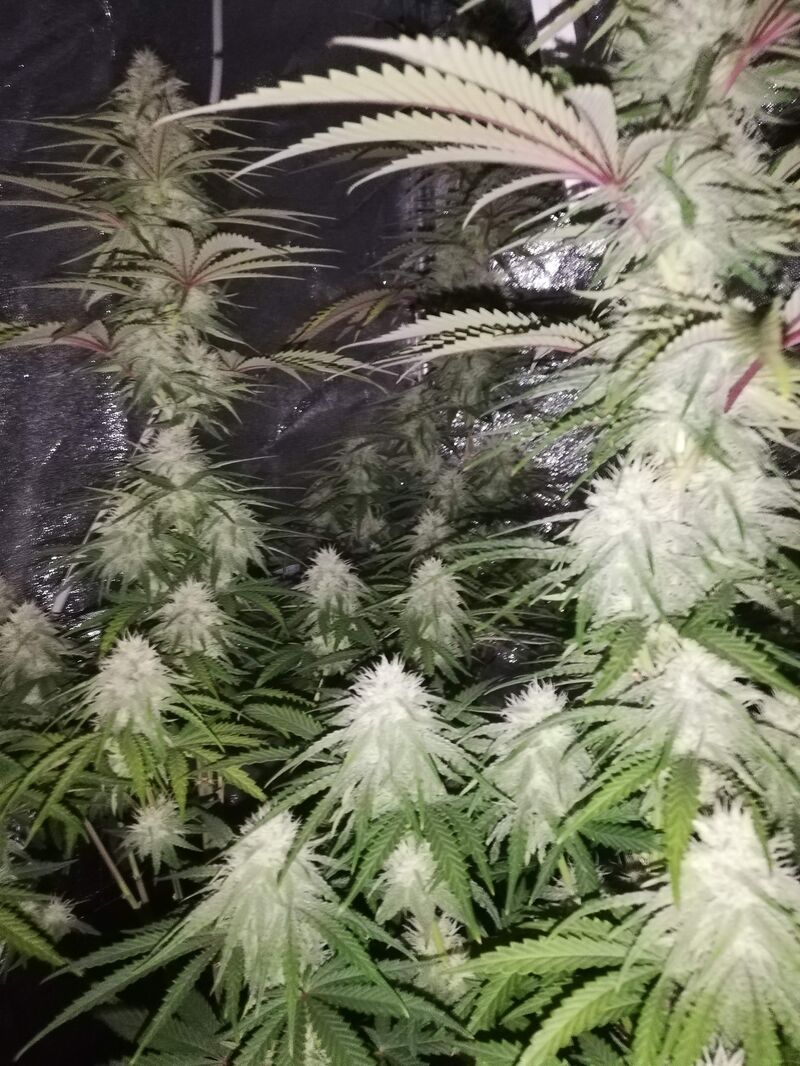 Peyote Critical, Фасовка: 3, изображение 3