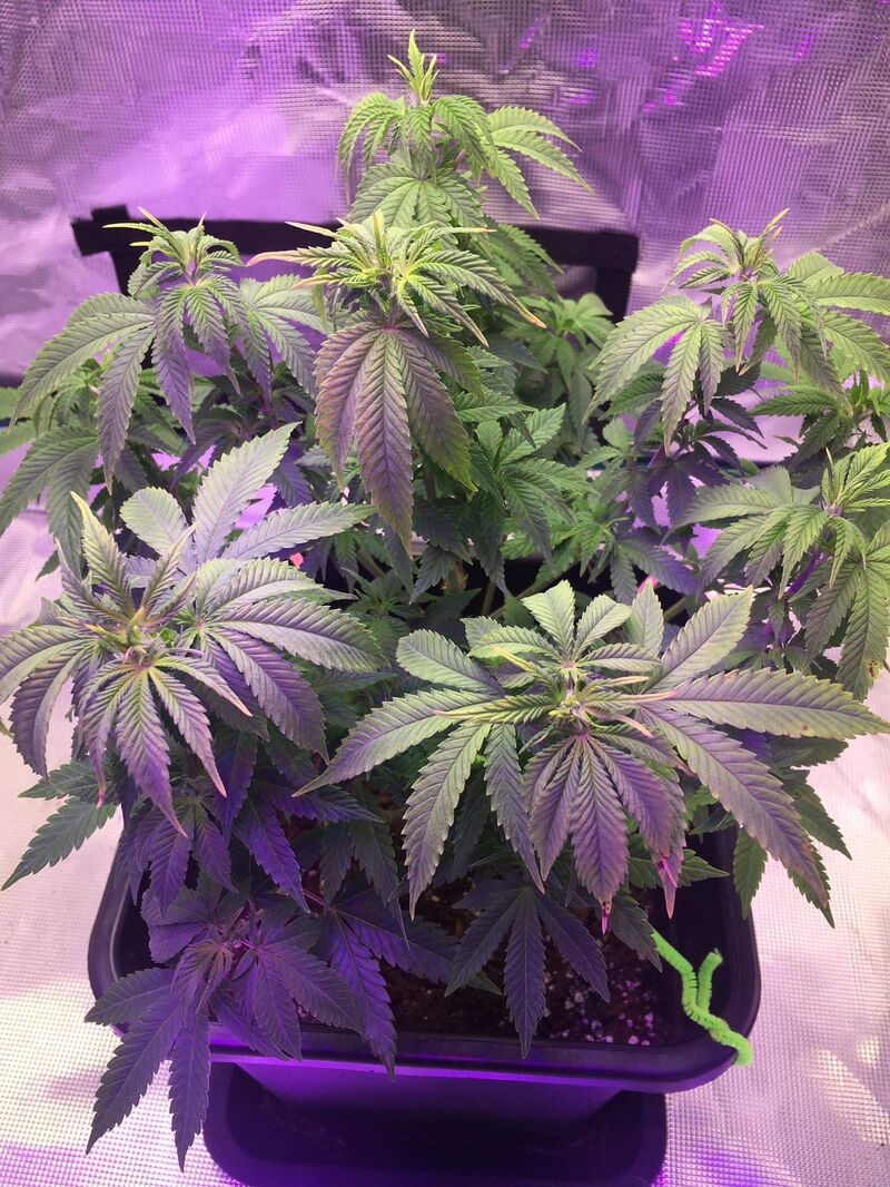 Phantom OG, Фасовка: 3, изображение 5