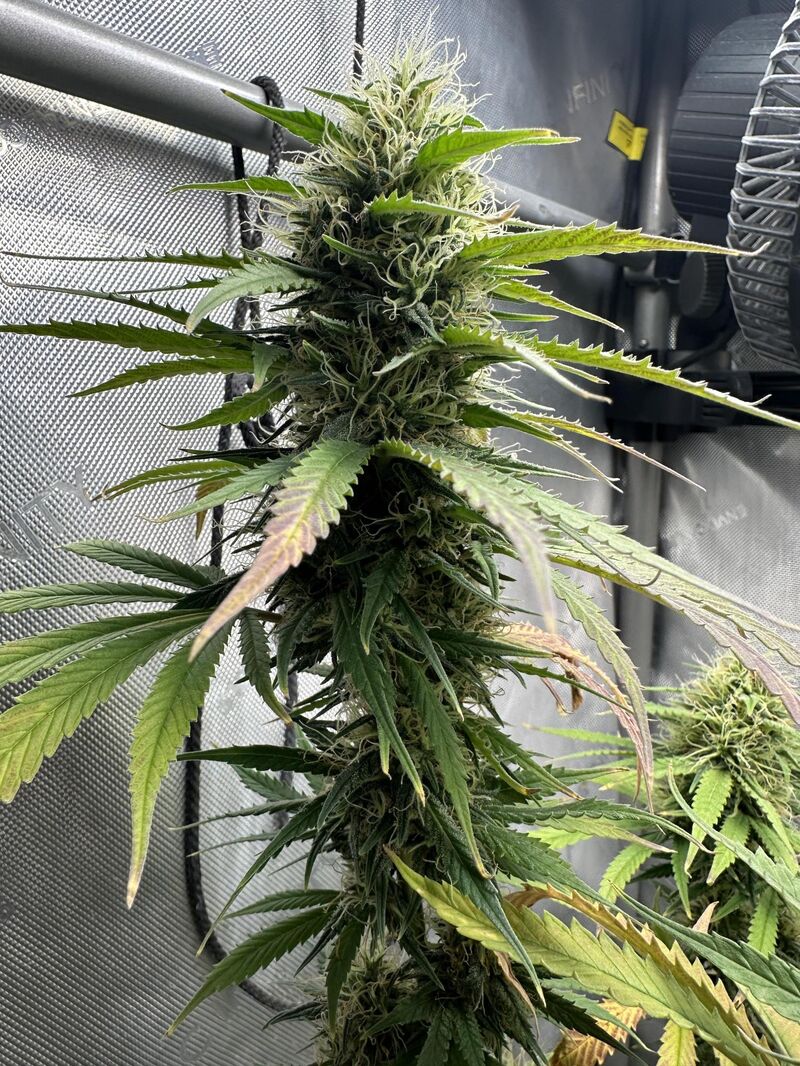 Pink Kush, Фасовка: 3, изображение 4