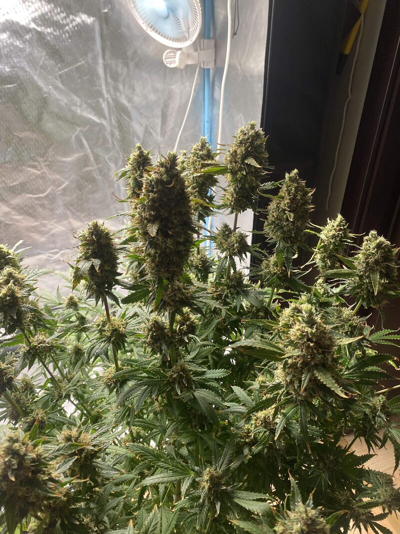 Pink Kush, Фасовка: 3, изображение 3