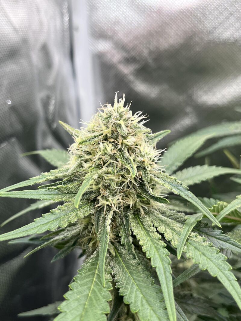 Purple Punch, Фасовка: 3, изображение 4