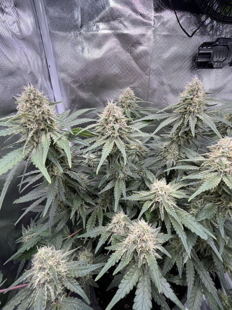 Purple Punch, Фасовка: 3, изображение 3