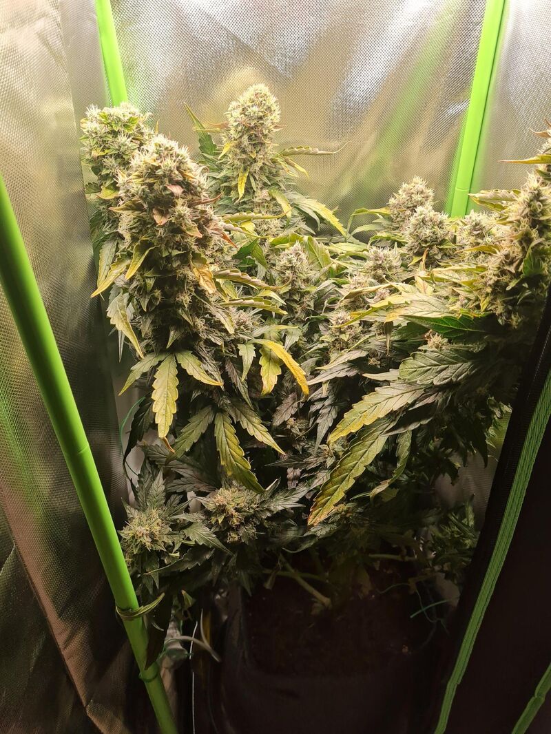 Purple Punch Auto, Фасовка: 5, изображение 2