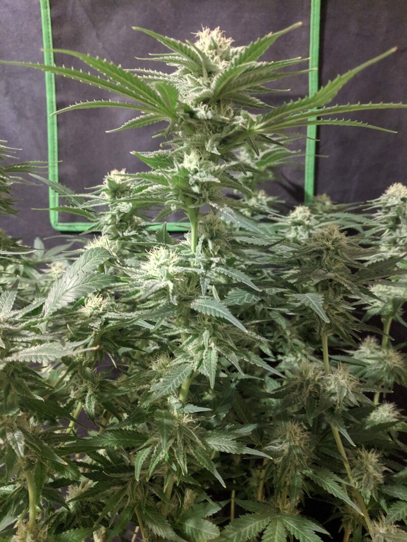 Red Cherry Berry fem, Фасовка: 5, изображение 3