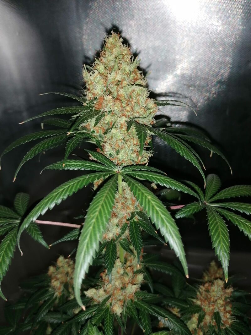 Red Diesel fem, Фасовка: 10, изображение 2