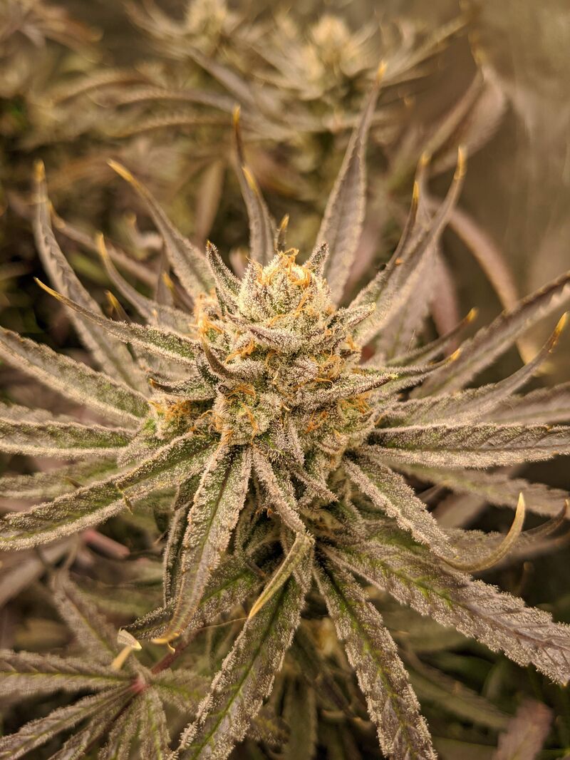 Red Dragon fem, Фасовка: 5, изображение 5